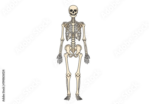Anterior view drawing of the complete human skeletal system against a white background