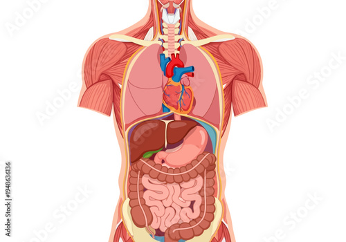 Anterior view illustration of human torso musculature and internal organs