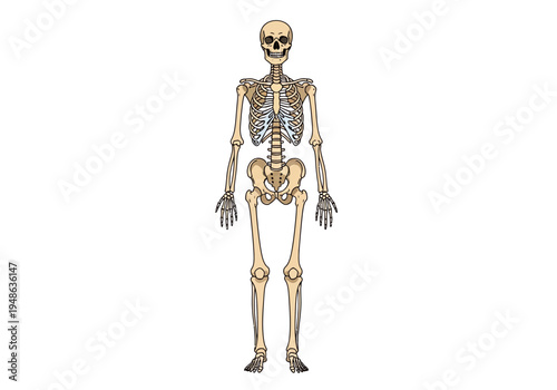 Anterior view of a human skeleton illustration against a white background
