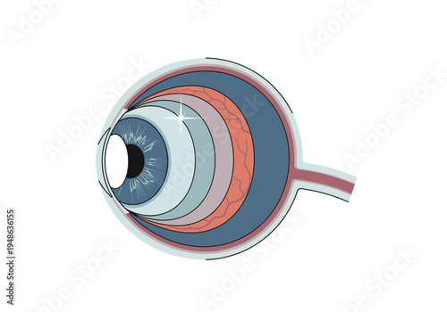 Crosssection diagram of a human eye with distinct internal layers