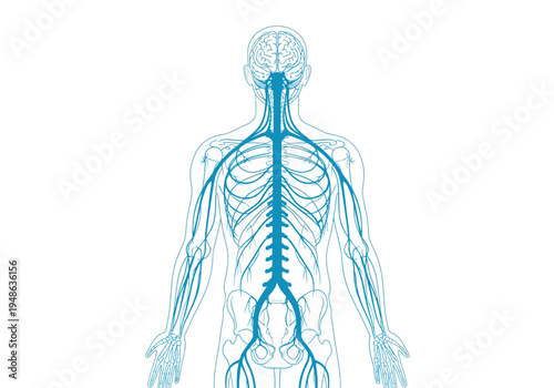 Back view diagram of the human nervous system in blue outline