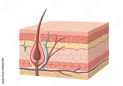 Crosssection illustration of human skin layers featuring a hair follicle and associated structures