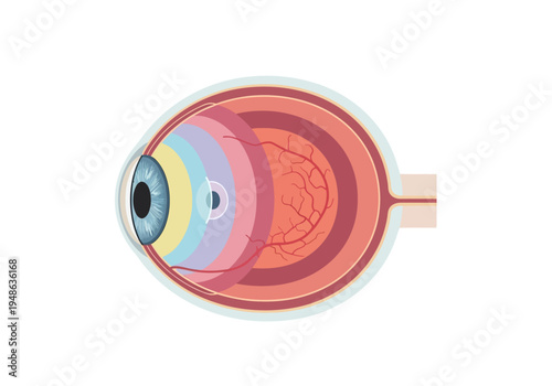 Diagram illustrating the horizontal crosssection of the human eye structure