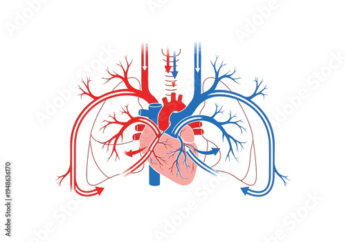 Diagram illustrating the double circulatory system of the human heart and blood flow