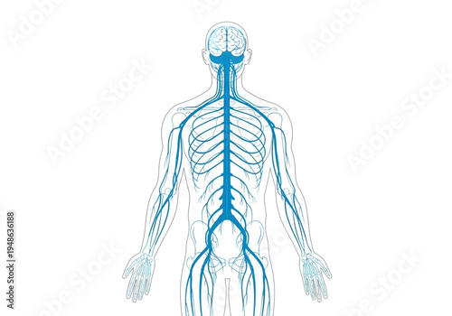 Diagram illustrating the central and peripheral nervous system in a posterior human silhouette