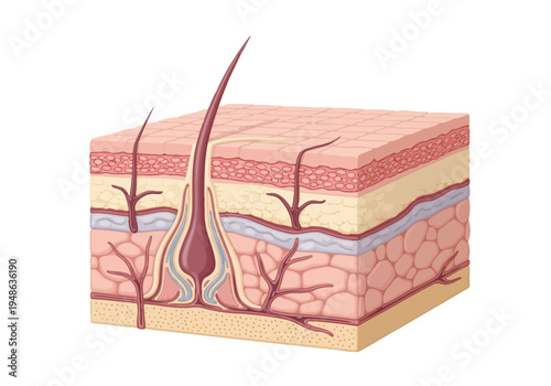 Diagram illustrating a crosssection of skin layers and a hair follicle