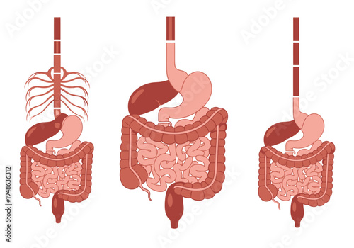 Three diagrams illustrating variations in human upper digestive tracts
