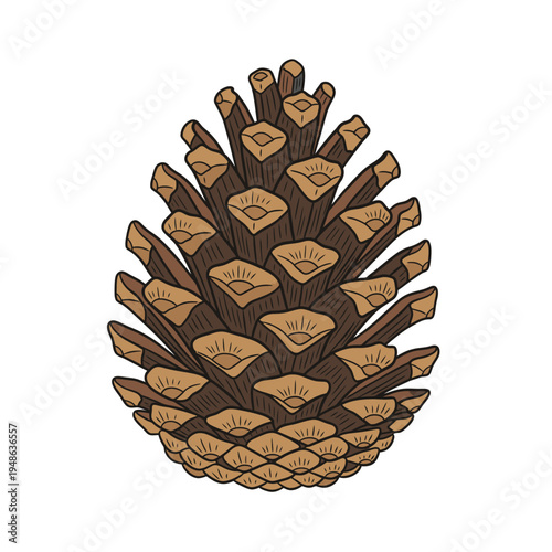 Detailed Illustration of a Single Pine Cone.