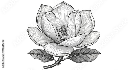 Vintage Magnolia Flower Drawing, Black and White Botanical Illustration