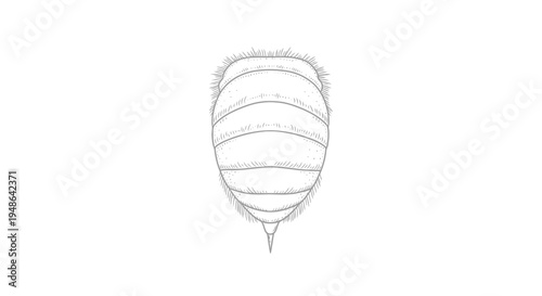 Detailed Hand-Drawn Illustration of a Bee's Abdomen with Stripes and Hairs
