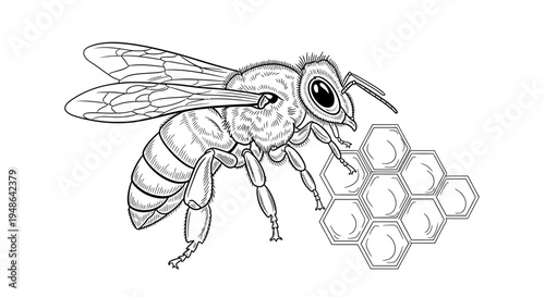 Detailed illustration of a bee near a honeycomb, black and white line art