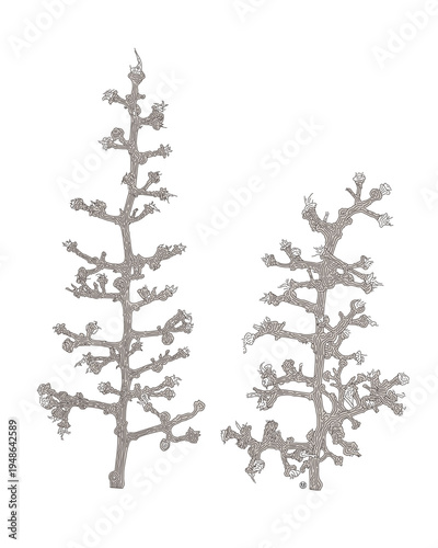 어도비 44 포도나무