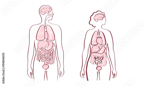 Internal Organs Sketch