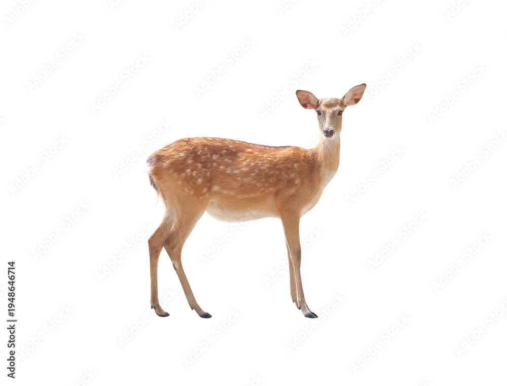 Fototapeta premium Small deer no horn looking at camera isolated on white background , clipping path
