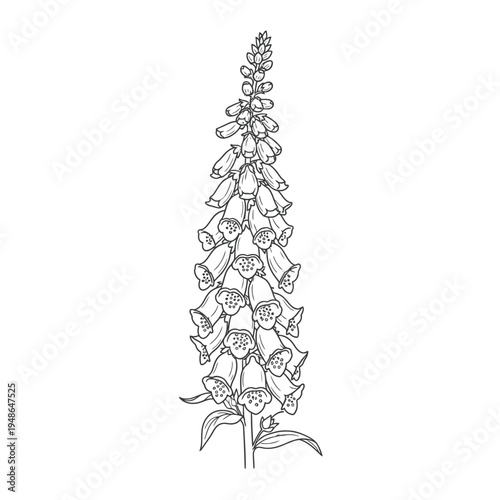 Detailed Line Drawing of a Foxglove Flower Stem.