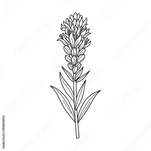 Detailed Line Drawing of a Single Blooming Wildflower.