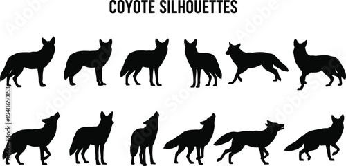 Coyote silhouettes collection wild canine animals standing walking running and howling poses wildlife predator illustration set isolated for nature and wildlife design