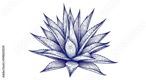 Hand-Drawn Blue Agave Plant Illustration - Tequila Spirit Ingredient