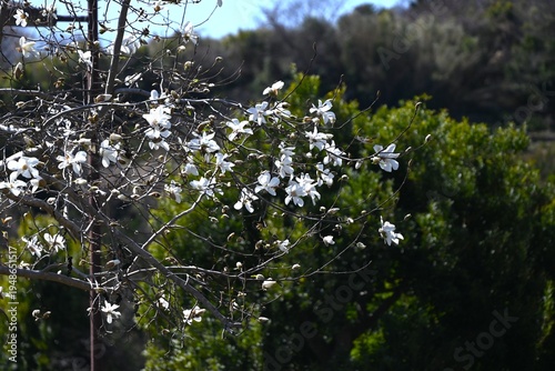 Magnolia kobus (Kobushi magnolia) flowers. Magnoliaceae deciduouus. It blooms with white flowers in early spring before the leaves unfold.