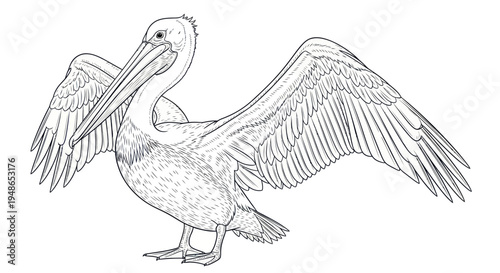 Pelican with outstretched wings, line drawing, isolated on white background