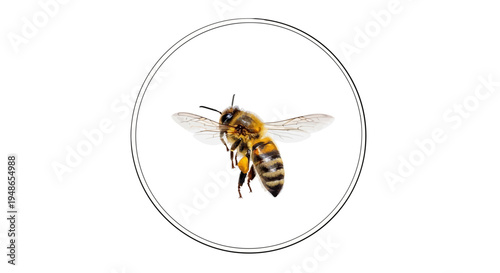 Close-up of a honey bee in flight, detailed wings and body, isolated on white background