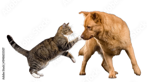 Billede på lærred Playful tabby cat gently touching the nose of a cautious brown dog, isolated on a transparent studio background