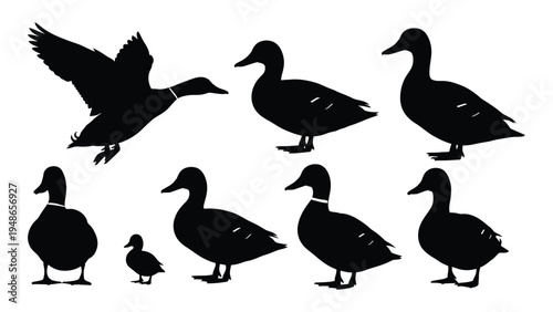 Detailed analysis of duck silhouettes in various poses and sizes on white background