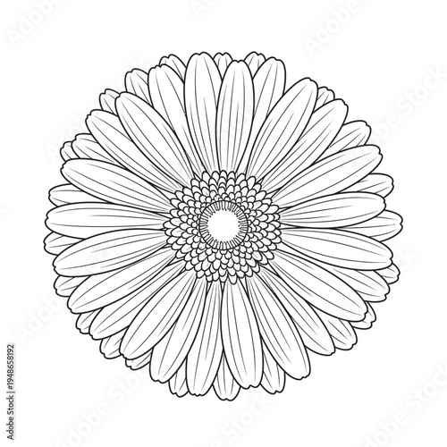Detailed Outline Drawing of a Gerbera Daisy Flower.