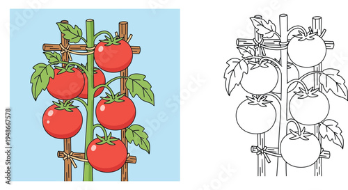 Cute cartoon tomato plant with red tomatoes on wooden trellis for children coloring page illustration