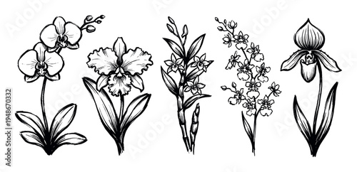 Collection of hand-drawn illustrations depicting different species of elegant orchid flowers.