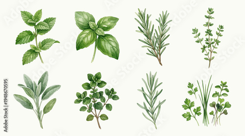 Hand Painted Watercolor Botanical Illustration of Culinary Herbs Including Mint Basil Rosemary Thyme Sage Oregano and Parsley Set on a White Paper Background.