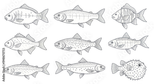 Diverse Fish Species Collection: Hand-Drawn Illustrations with Detailed Anatomy