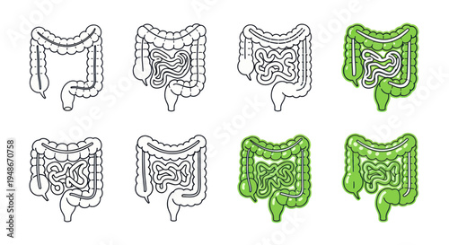 Human Colon Anatomy Outline and Green Healthy Intestine Icons