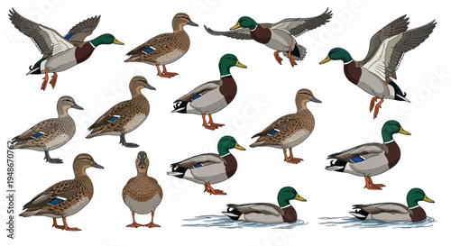 Mallard Ducks Collection: Flying, Standing, Swimming - Vector Illustrations