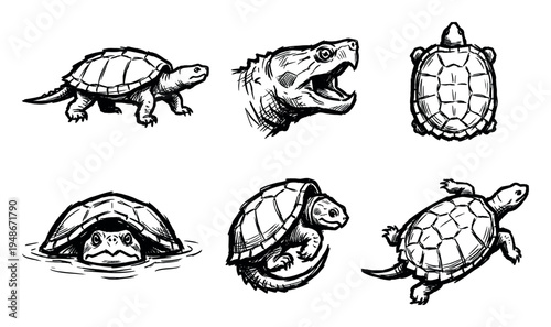 Hand-drawn collection of various turtles and tortoises in different poses, showcasing their unique shells and features.