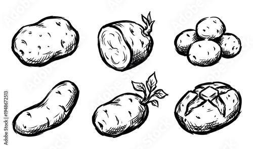 Potatoes in various hand-drawn styles, including whole, cut, sprouted, and small new potatoes, depicted as a collection of essential root vegetables.