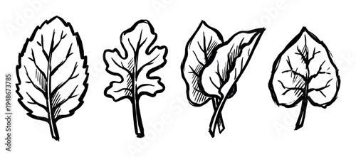 Collection of four distinct hand-drawn leaf illustrations showcasing various natural shapes and forms.