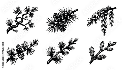 Collection of hand-drawn evergreen branches with pinecones, depicting natural elements in a rustic sketch style.