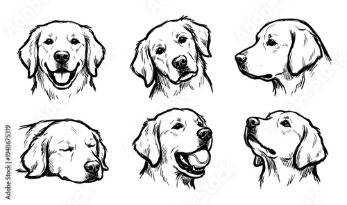 Set of hand-drawn Golden Retriever dog head illustrations depicting various expressions and poses, including happy, sleeping, and playful.