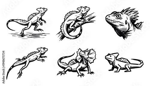 Hand-drawn sketch illustrations of various lizards, including iguanas and a frilled lizard, in different poses.