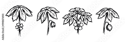 Hand-drawn illustrations depicting various stages of the Mayapple plant, featuring its distinctive umbrella-like leaves, delicate flowers, and developing fruit.