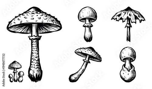 Detailed hand-drawn black and white illustrations of various wild mushrooms with intricate textures and forms.