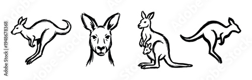 Hand-drawn black and white illustrations depicting kangaroos in various poses including jumping and a mother with a joey.
