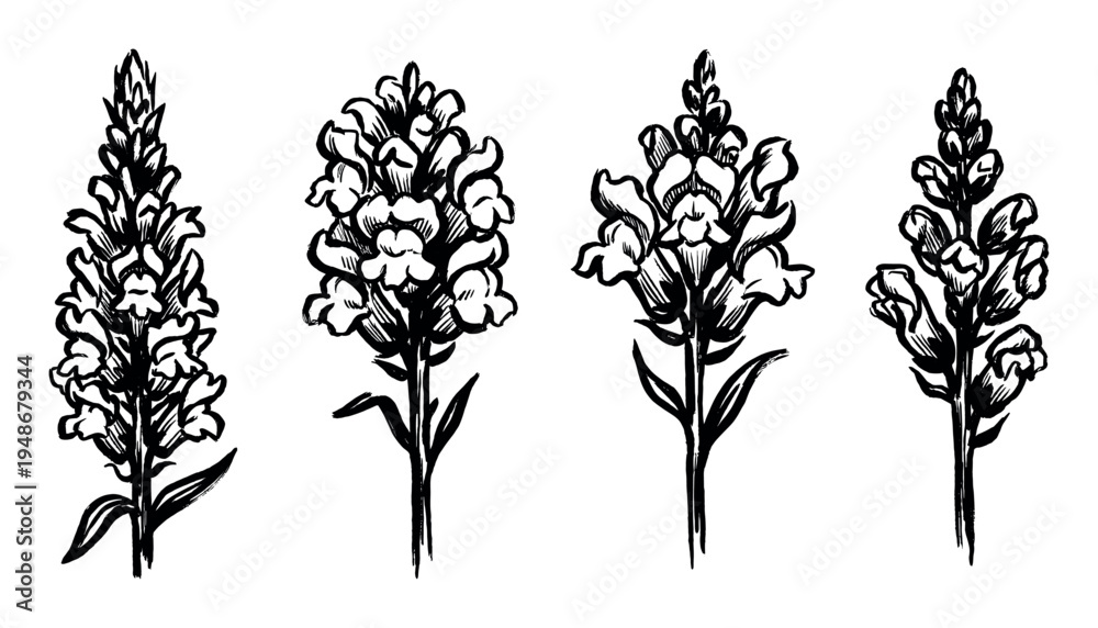 Obraz premium Four hand-drawn black and white illustrations of snapdragon flowers are depicted with detailed botanical artistry.