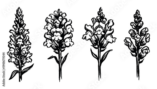 Four hand-drawn black and white illustrations of snapdragon flowers are depicted with detailed botanical artistry.