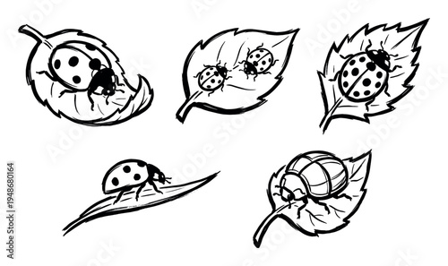 Hand-drawn black and white sketch illustrations depict multiple ladybugs resting on various leaves.