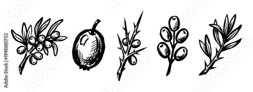 Hand-drawn black and white illustrations of various berries and branches, showcasing natural botanical elements in a sketch style.