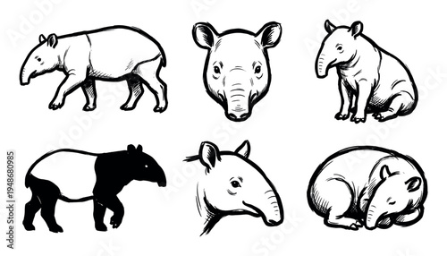 Collection of hand-drawn tapir illustrations depicting the unique mammal in various poses and artistic styles.