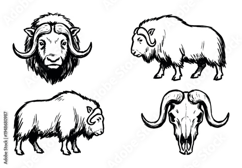 Collection of hand-drawn musk ox illustrations features various poses and a skull, depicting these Arctic mammals.