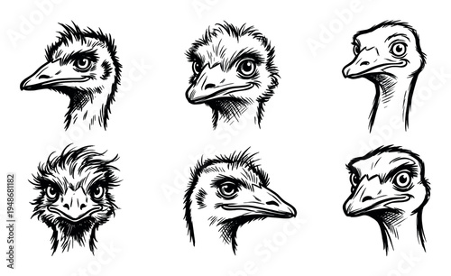 Various hand-drawn emu head sketches illustrate the unique characteristics and expressions of these large flightless birds.